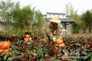 东西湖辣椒