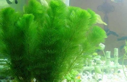 水草
