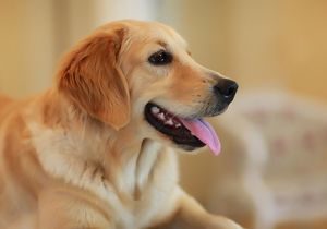 金毛寻回犬