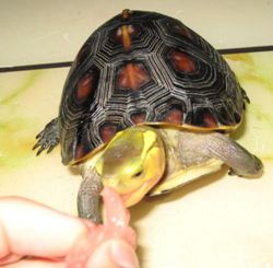 黄缘龟