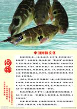 河豚