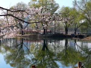 风景如画的玉渊潭