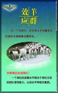 羊群效应
