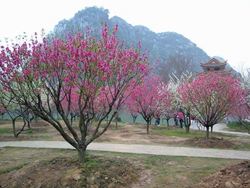 桃花岛