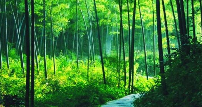 南山竹海