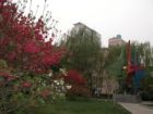 学校花园