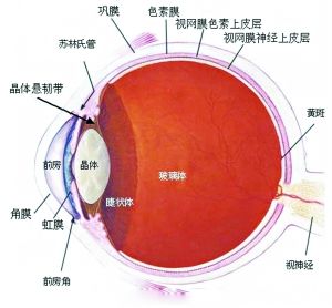 眼角膜