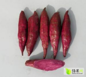 黄冈连红薯