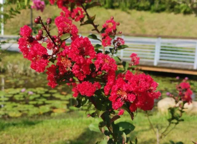 河南18市市花大全！这种花居然同为8个市的市花