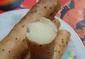  温县铁棍山药
