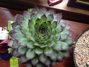 观音莲