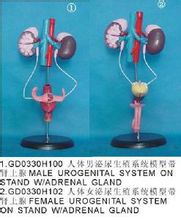 肾上腺