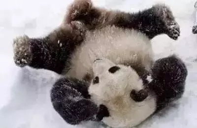 见到雪的佑佑