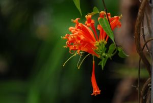 炮仗花的花色鲜艳，花形独特
