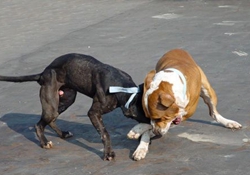 比特犬打架