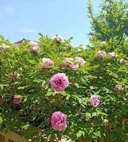 河南18市市花大全！这种花居然同为8个市的市花