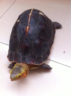 黄缘龟