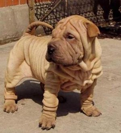 沙皮犬