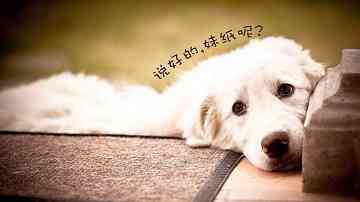 母胎solo什么意思