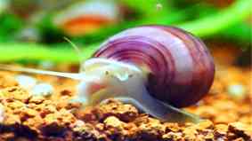 淡水螺的种类有哪些
