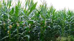 玉米除草剂的使用方法