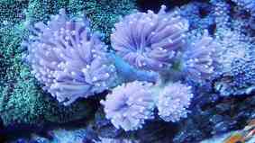 珊瑚属于什么类