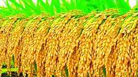 水稻小麦玉米大豆哪个是中国人最早栽培的