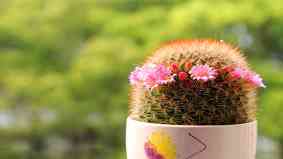 仙人球花谢了怎么处理 仙人球花谢了怎么处理