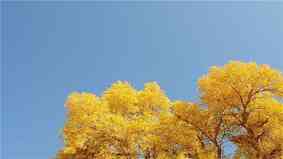 胡杨树能活多少年 胡杨树能活多少年