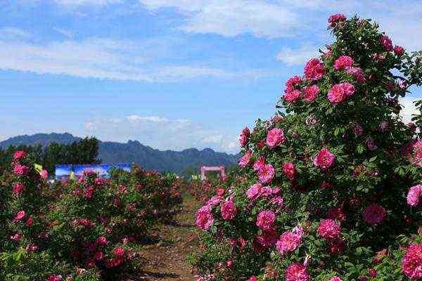 2023保定周边桃花观赏地去哪里好（易县狼牙山风景区攻略）