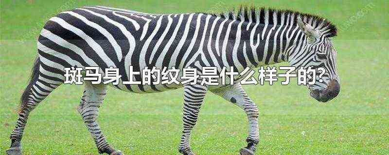 斑马身上的纹身是什么样子的-