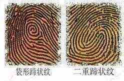 左流蹄状纹（左流蹄状纹属于斗还